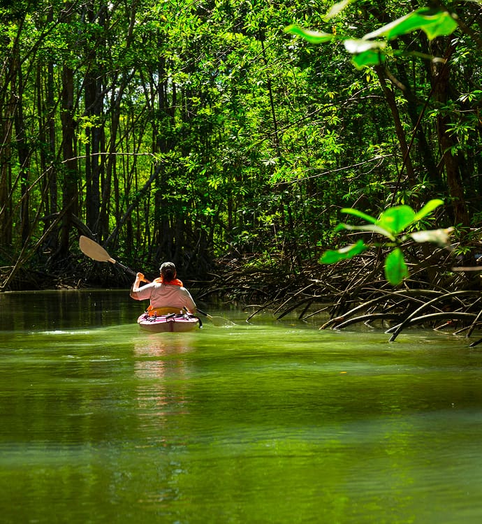 Kayaker paddling through mangrove channel, Golfo Dulce Costa Rica