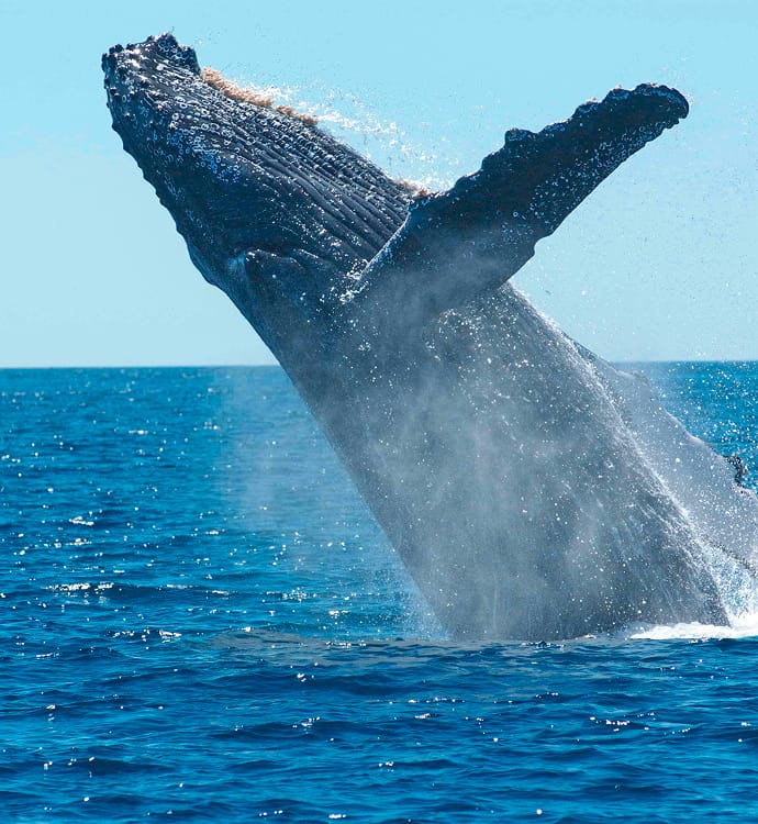 Humpback whale breaching in Golfo Dulce, Southern Zone Costa Rica